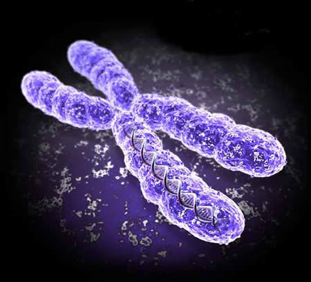 Resultado de imagen para cromosoma