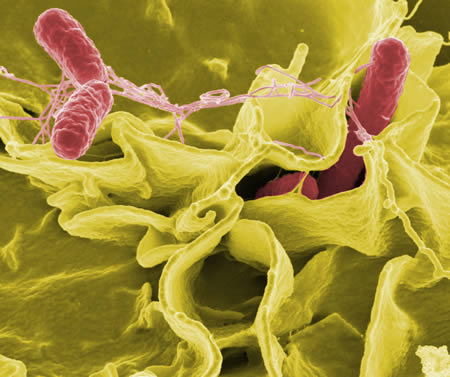 Micrografía electrónica mostrando una bacteria de Salmonella (en rojo) invadiendo células humanas en cultivo - Imagen de la Wikipedia