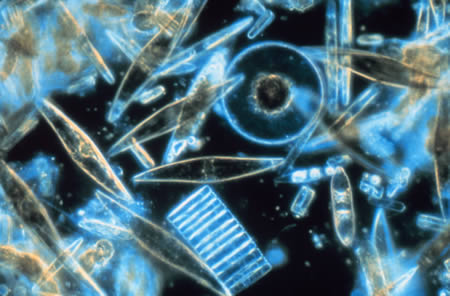 Fitoplancton a través del microscopio - Imagen de la Wikipedia