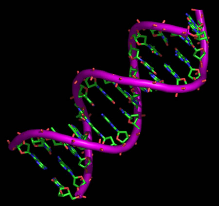 Modelo computarizado de una sección de ADN - Imagen de yayabo.net