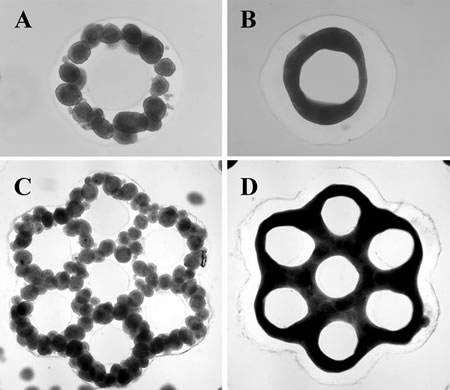 Microtejidos desarrollados por el equipo investigador (B, D), y moldes para los mismos diseñados en un plato de Petri 3D - Imagen de la Universidad Brown