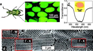 Análisis del 'escarabajo fotónico' con esta técnica, que se espera ayude a mejorar el diseño de células solares y chips de computadora - Imagen de American Chemical Society