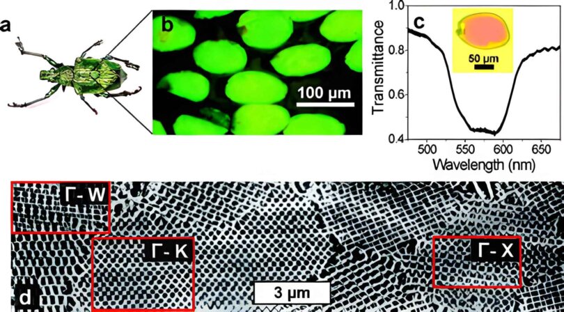 Análisis del 'escarabajo fotónico' con esta técnica, que se espera ayude a mejorar el diseño de células solares y chips de computadora - Imagen de American Chemical Society