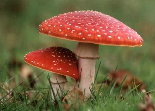 Los hongos pertenecen al Reino Fungi