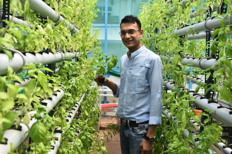 hidroponia-hydroponic